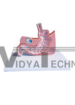 The dissection model of stomach